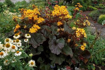 Ligularia from http://www.obsessiveneuroticgardener.com Ligularia from http://www.obsessiveneuroticgardener.com