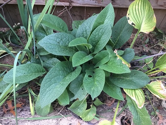 comfreyplant_600