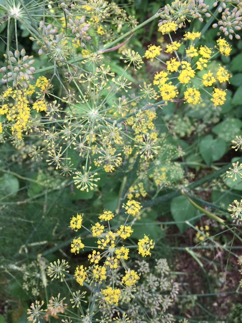 Bronze Fennel