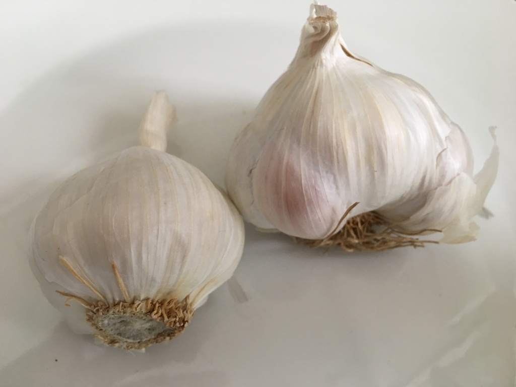 Late October: Time to Plant the Garlic!