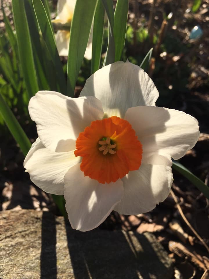 Daffodil Goodie Bags for Fall&nbsp;Birthdays